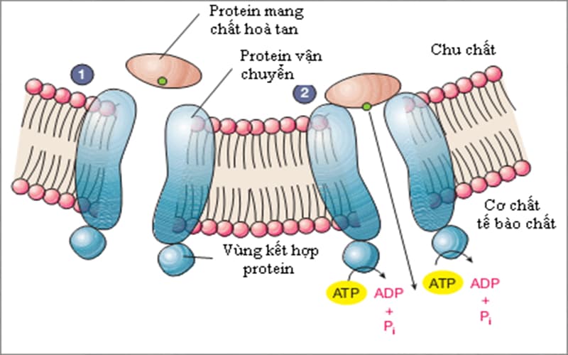 Thực phẩm giàu protein bao gồm