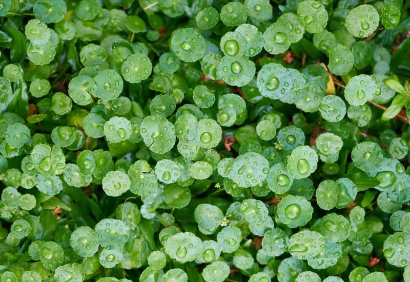 Giải đáp chi tiết thắc mắc: Uống rau má mỗi ngày có tốt không?