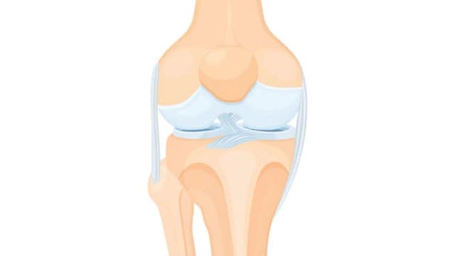 Khám phá chi tiết các dây chằng khớp gối: Cấu trúc, chức năng