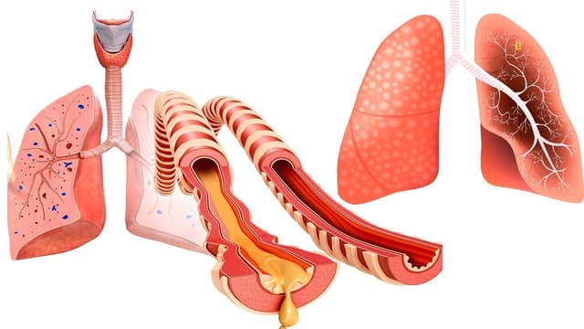 Bệnh COPD: Nguyên nhân, triệu chứng và cách phòng ngừa
