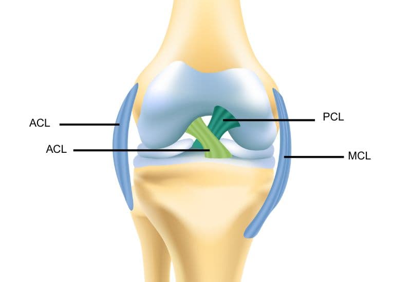 Cấu trúc giải phẫu của các dây chằng khớp gối