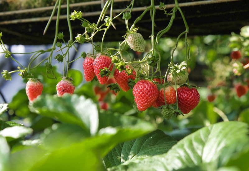 Giải đáp chi tiết thắc mắc: Cho con bú ăn dâu tây được không?