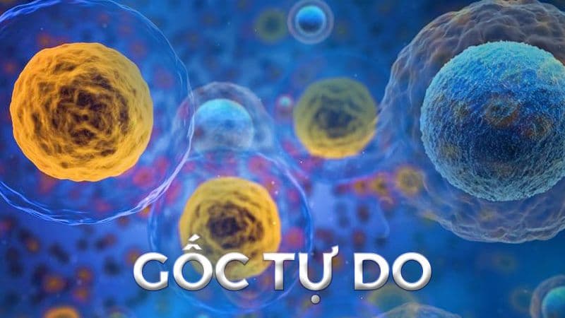 Cơ chế gây viêm gan nhiễm mỡ