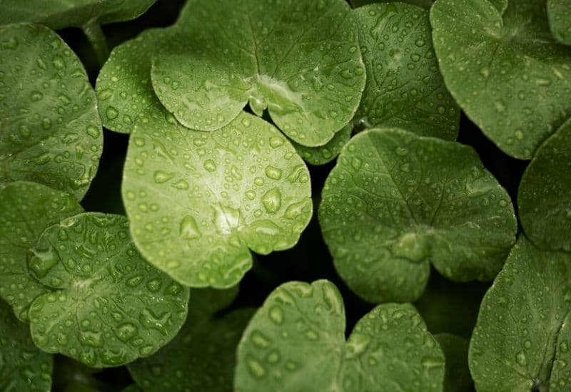 Để đảm bảo an toàn, hãy dùng rau má tươi, không phun hóa chất hoặc rau má hữu cơ.