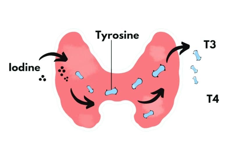 Mối liên hệ giữa thiếu iod và sự hình thành u giáp lành tính