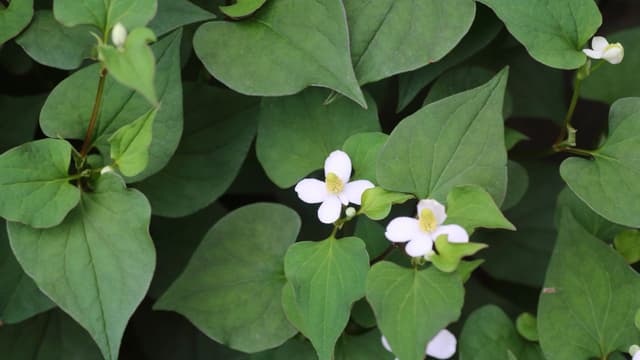 Tìm hiểu vấn đề lá diếp cá có tác dụng gì