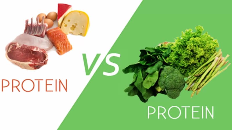 Protein từ thực vật ở đâu