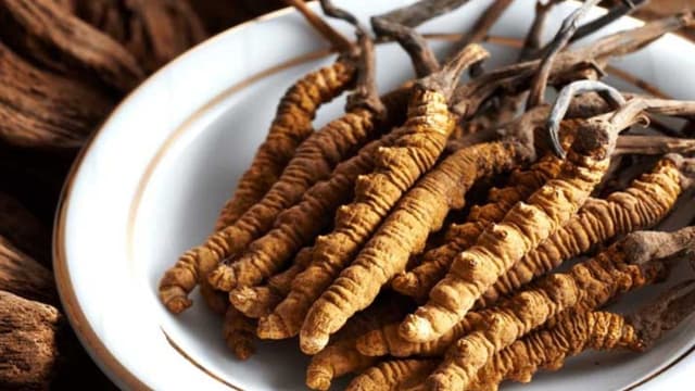 Khám phá tác dụng của đông trùng hạ thảo với sức khỏe