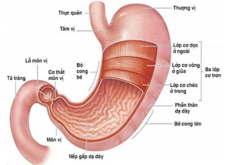 Đau dạ dày gây nhiều bất lợi cho sinh hoạt và sức khỏe của người mắc.