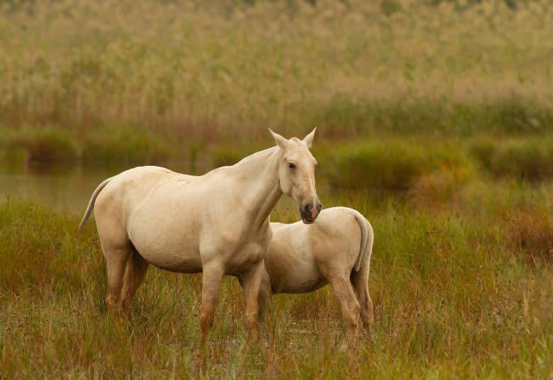 Cao ngựa là gì? Thành phần và công dụng nổi bật của cao ngựa?