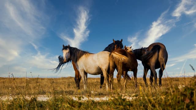 Huyết áp cao uống cao ngựa: Cẩn thận phản tác dụng
