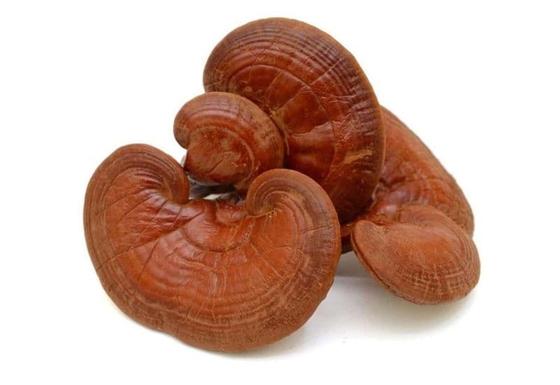 Nấm linh chi, tên khoa học là Ganoderma lucidum, là một dược liệu quý được sử dụng trong y học cổ truyền Trung Quốc và Việt Nam từ hàng ngàn năm nay.