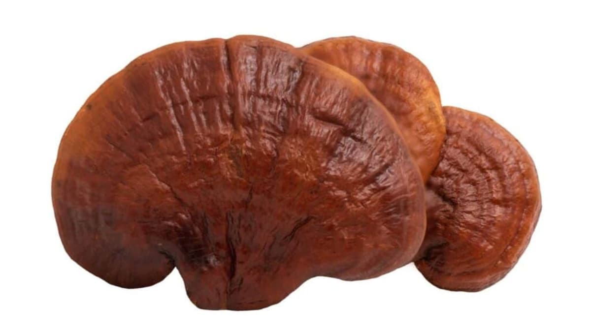 Nấm linh chi trị cao huyết áp: Giải pháp tự nhiên bảo vệ tim mạch