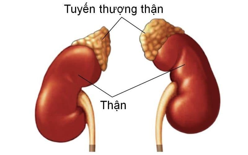 Tuyến thượng thận là gì - Vị trí và vai trò quan trọng ra sao
