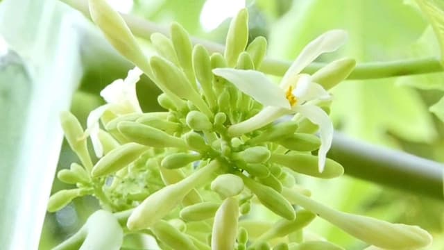 Chuyên gia giải đáp uống nước hoa đu đủ đực có tác dụng gì