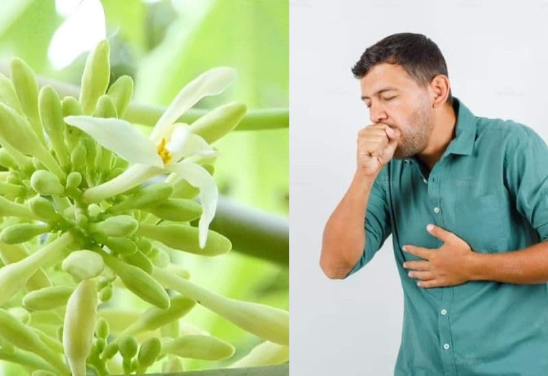 Một trong những lợi ích nổi bật của nước hoa đu đủ đực là khả năng hỗ trợ sức khỏe đường hô hấp.