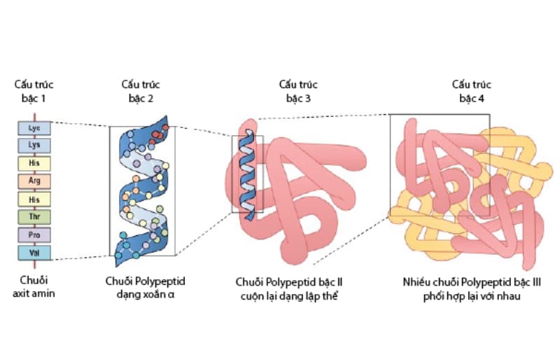 Tìm hiểu vai trò của protein đối với cơ thể