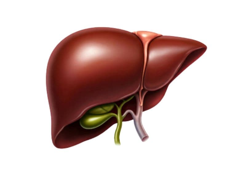 Túi mật nằm ở đâu và có mối liên hệ gì với hệ gan mật?