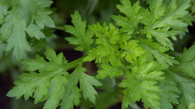 Tìm hiểu về vấn đề huyết áp cao có ăn được ngải cứu không