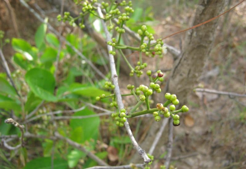 Lá vối là lá của cây vối - một loại cây mọc nhiều ở vùng nhiệt đới, đặc biệt phổ biến ở Việt Nam.