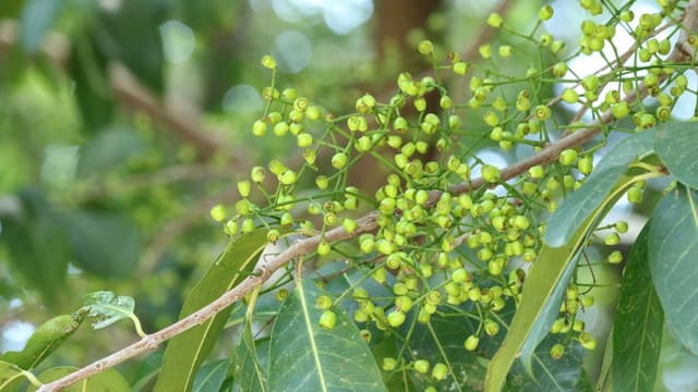 Tìm hiểu về vấn đề huyết áp cao có uống được lá vối không