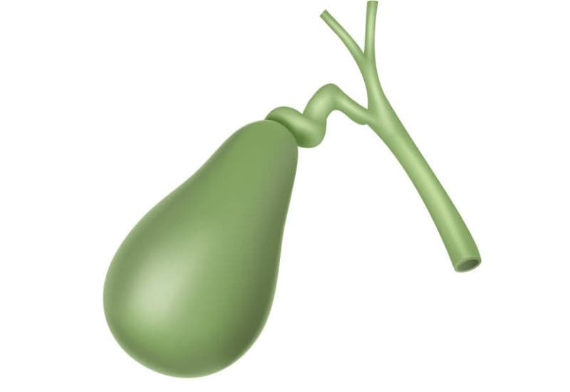 Kích thước túi mật và chức năng sinh lý nổi bật