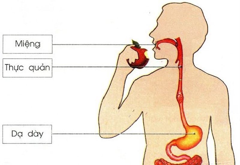 Bệnh lý về thực quản là một nguyên nhân phổ biến gây nuốt nghẹn