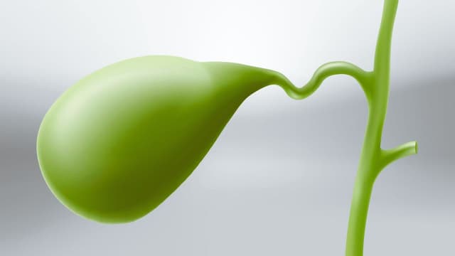 Túi mật: Kích thước, chức năng, cấu tạo, các vấn đề thường gặp