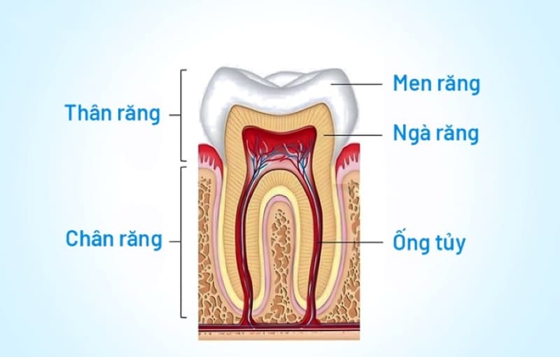 Thực hư điều trị tủy răng vĩnh viễn