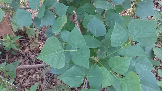 Lá vông có chữa được bệnh trĩ không – Sự thật cần biết để tránh sai lầm