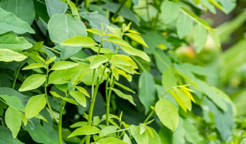 Thực đơn dinh dưỡng cho bé thêm phong phú với rau ngót