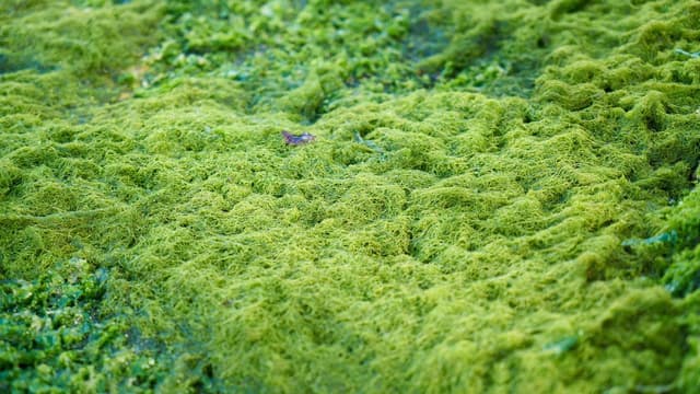 Những điều bố mẹ cần biết khi cho trẻ uống tảo xoắn