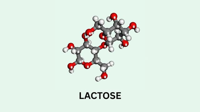 Lactose là hoạt chất gì? Tác dụng và cách dùng