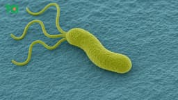 Hiểu đúng về tình trạng nhiễm vi khuẩn HP