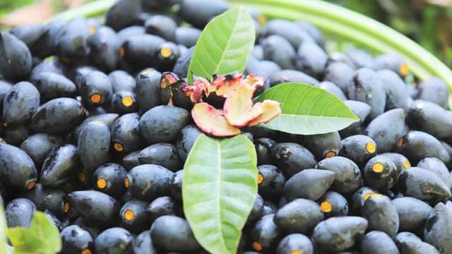 Quả trám đen có bao nhiêu calo?