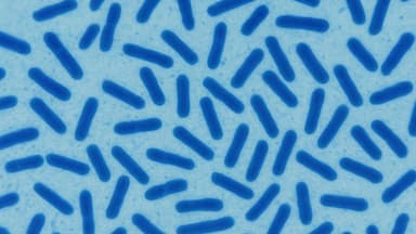 Bacillus subtilis là hoạt chất gì? Tác dụng và cách dùng