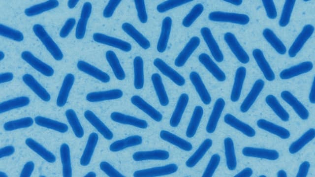 Bacillus subtilis là hoạt chất gì? Tác dụng và cách dùng