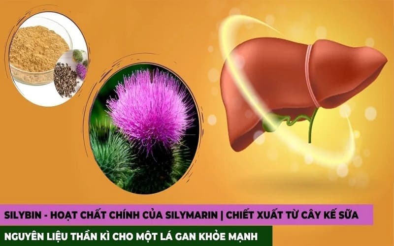 thuốc hạ men gan silymarin