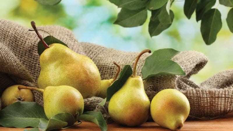 suy thận ăn lê được không