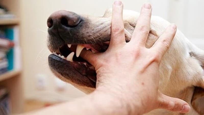 bệnh dại có lây qua đường nước bọt không