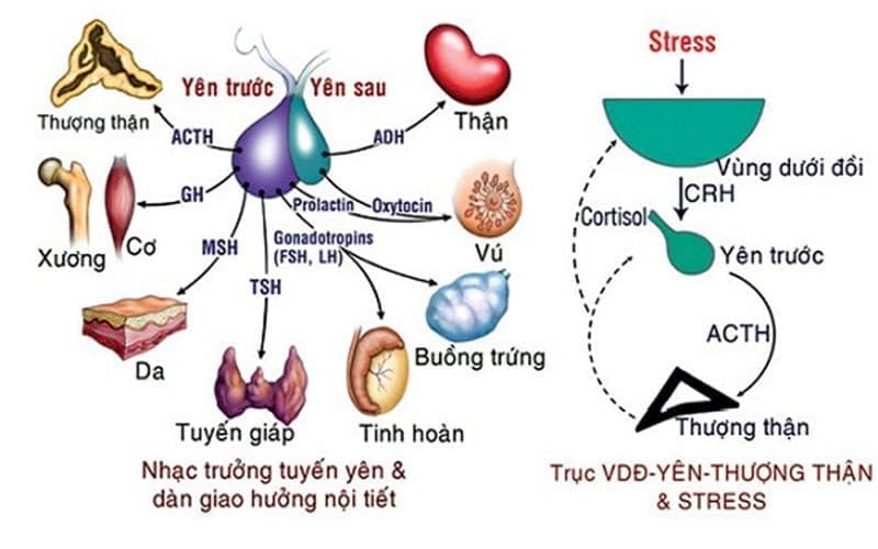 bệnh suy tuyến yên có di truyền không