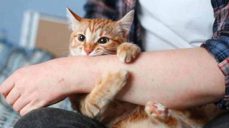 bị mèo cào bao lâu thì phát bệnh dại