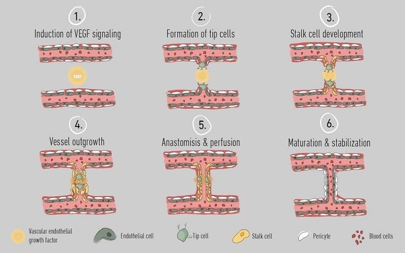 tăng sinh mạch máu là gì