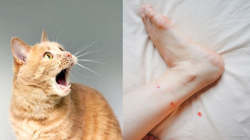 chó cắn vệ sinh như thế nào