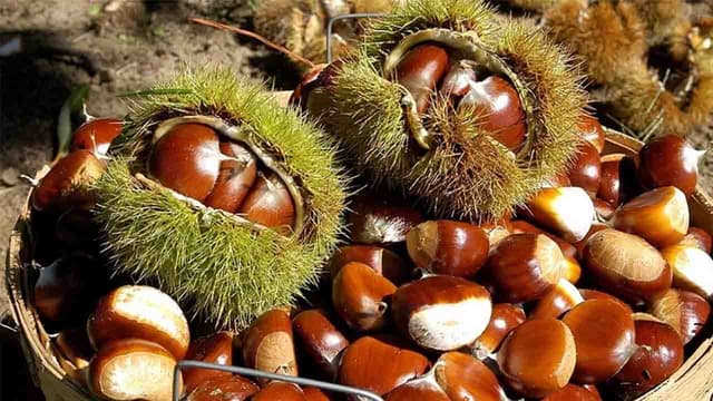 Chỉ số đường huyết của hạt dẻ, bị tiểu đường có nên ăn?