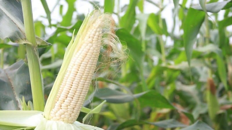 chỉ số đường huyết của ngô nếp