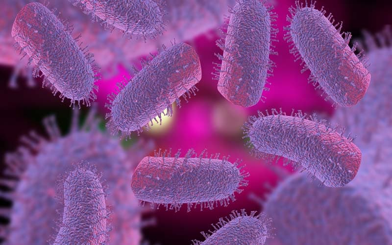 chuột có lây bệnh dại không