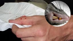 Chuột có lây bệnh dại không?