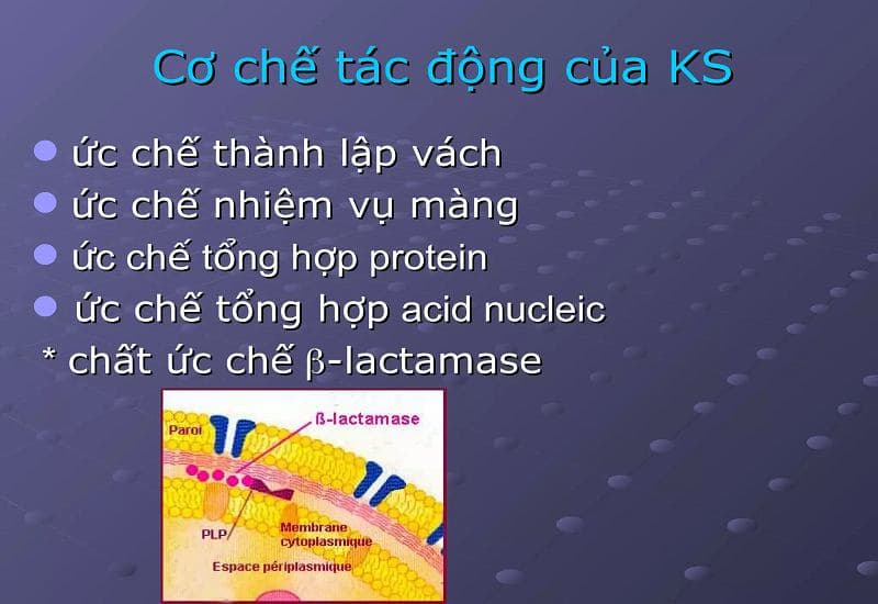 cơ chế tác động của kháng sinh