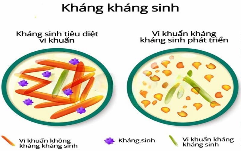 vi khuẩn kháng thuốc kháng sinh theo cơ chế